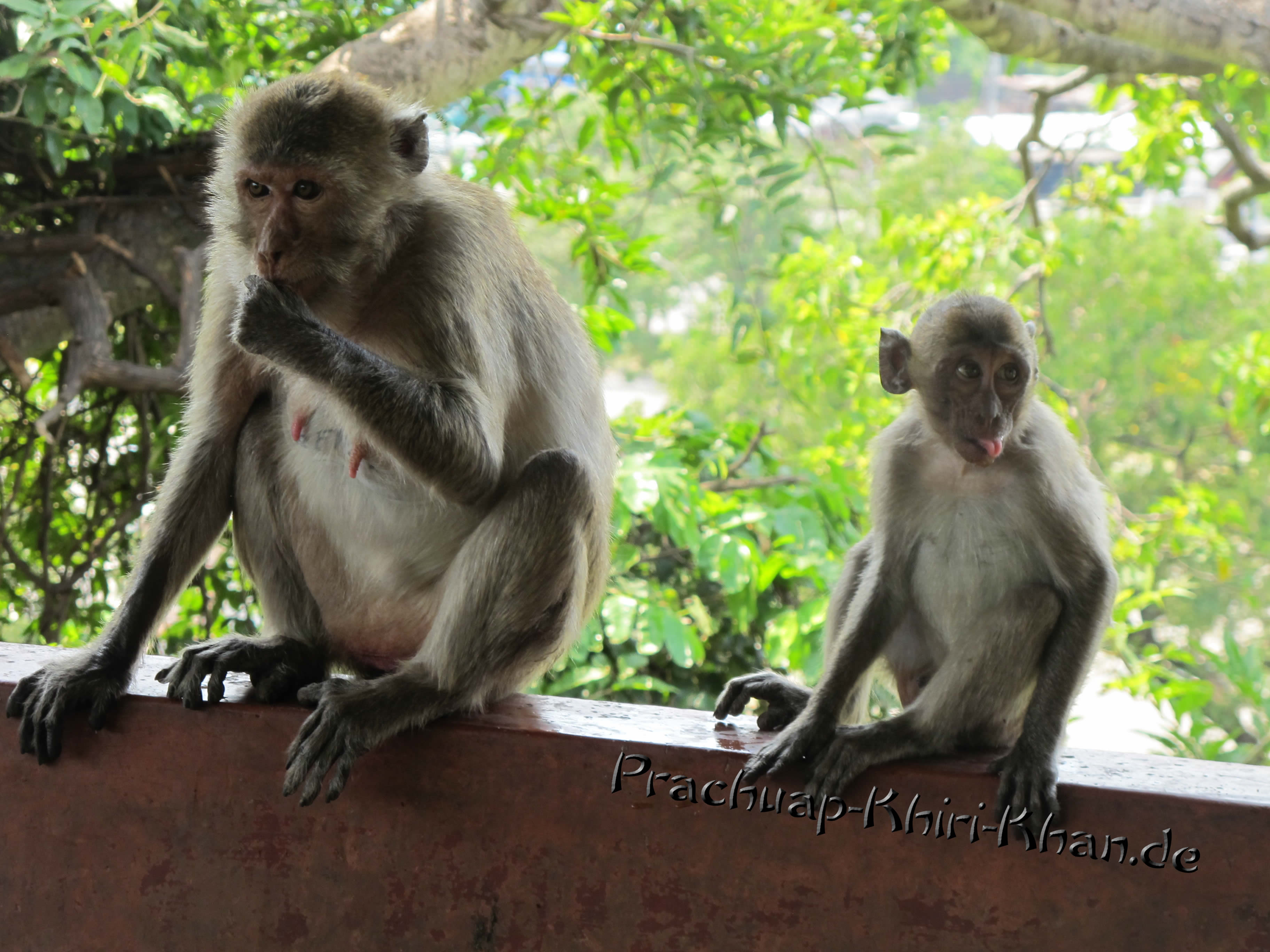 Zungenrollender Affe in Thailand
