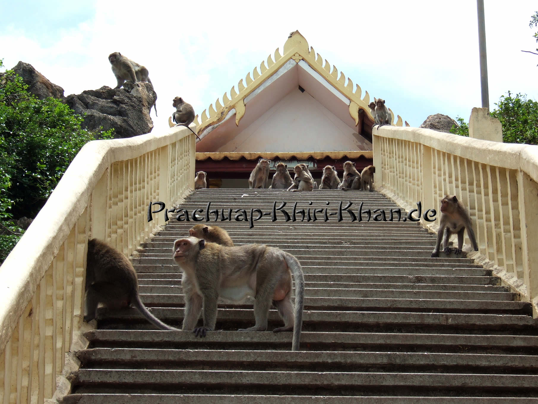 Wegelagerei durch Affen in Thailand