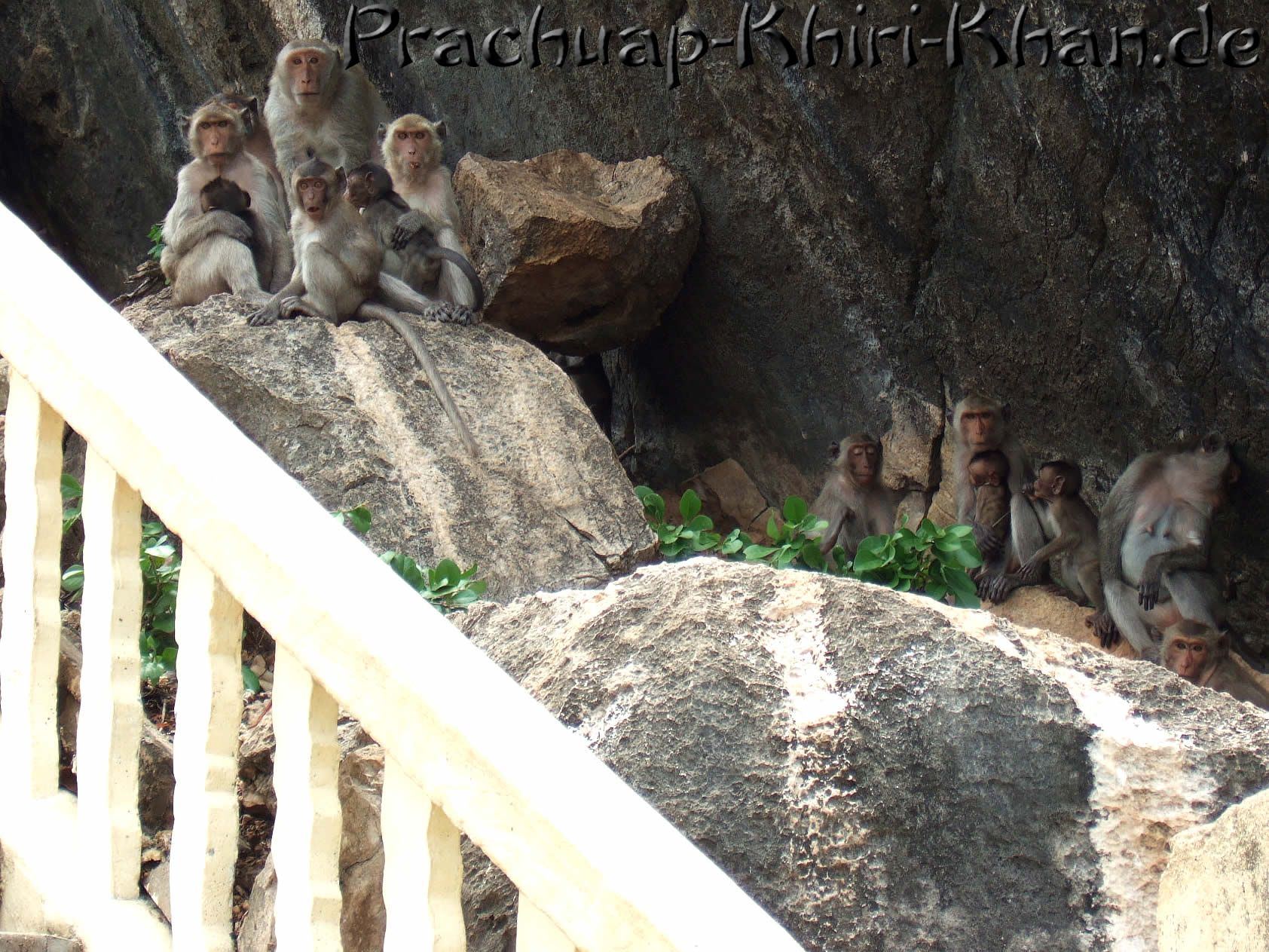 Affenrudel im Schatten in Prachuap Khiri Khan
