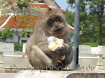 Makake mit Kropf