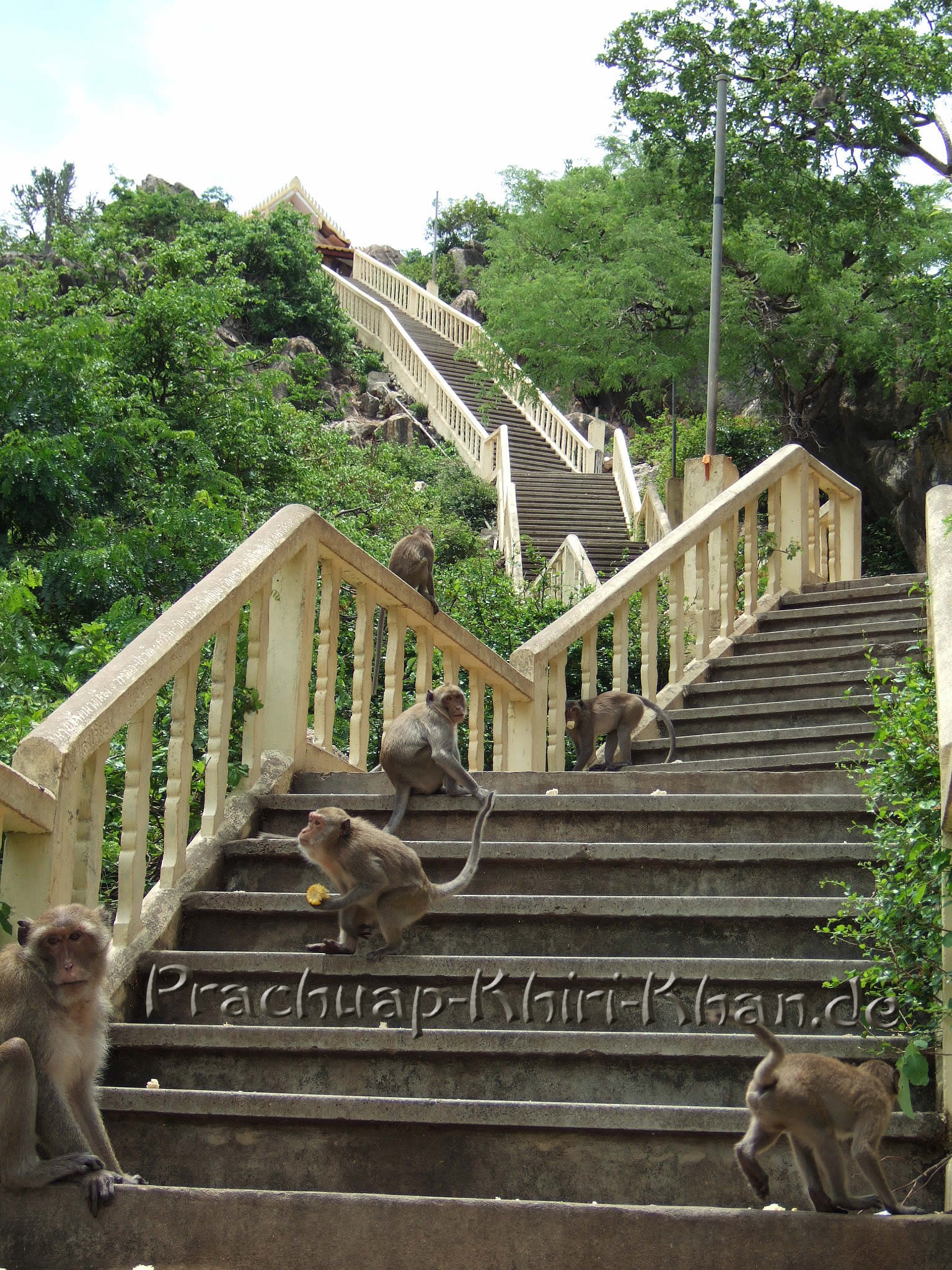 Primaten versperrren den Weg