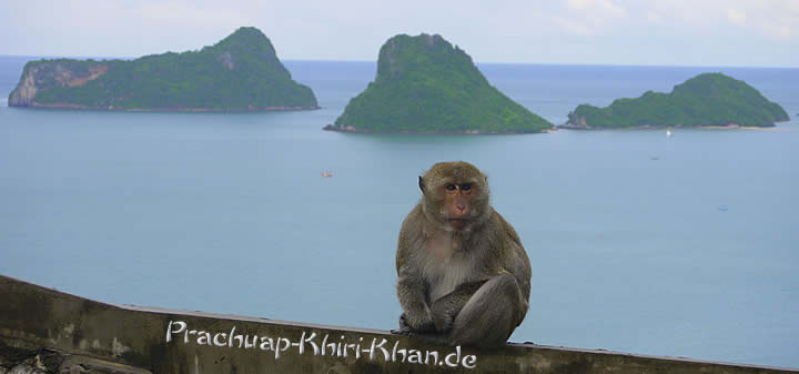 Affe mit Panoramablick Golf von Thailand