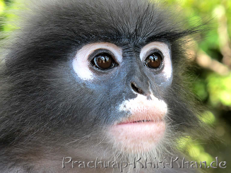 Langur, Südliche Brillenlangur Trachypithecus obscurus in Thailand