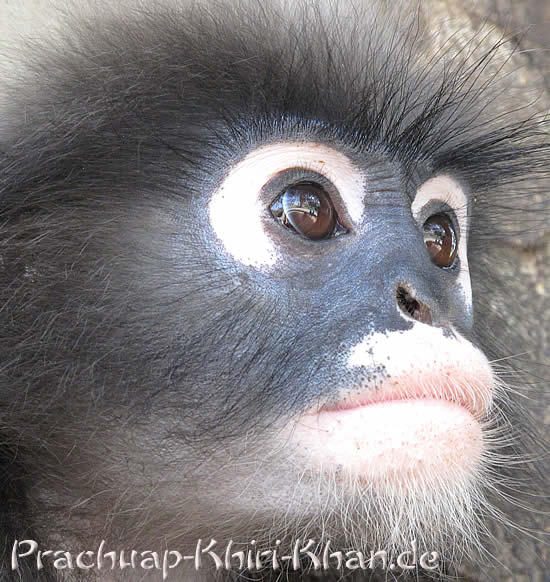 Südlicher Brillen Langur in Thailand, Prachuap Khiri Khan